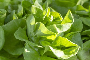 Taze Organik Meyveler ve Sebzeler Çiftçi Pazarında