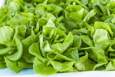 Taze Organik Meyveler ve Sebzeler Çiftçi Pazarında