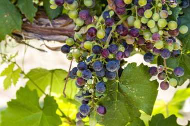 Grapevine üzerinde renkli Şaraplık