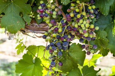Grapevine üzerinde renkli Şaraplık