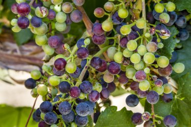 Grapevine üzerinde renkli Şaraplık