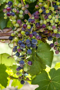Grapevine üzerinde renkli Şaraplık