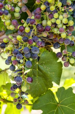 Grapevine üzerinde renkli Şaraplık