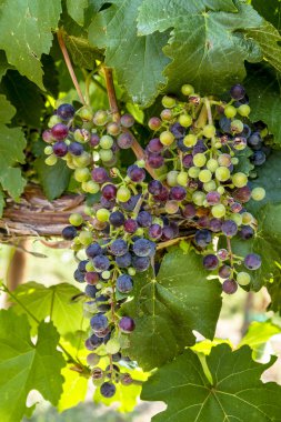 Grapevine üzerinde renkli Şaraplık