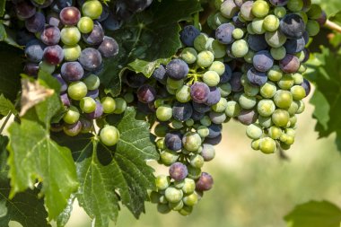 Grapevine üzerinde renkli Şaraplık
