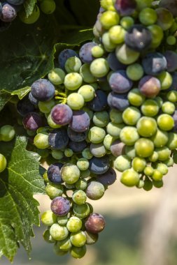 Grapevine üzerinde renkli Şaraplık