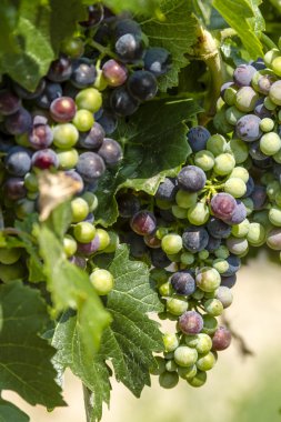 Grapevine üzerinde renkli Şaraplık