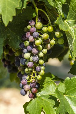 Grapevine üzerinde renkli Şaraplık
