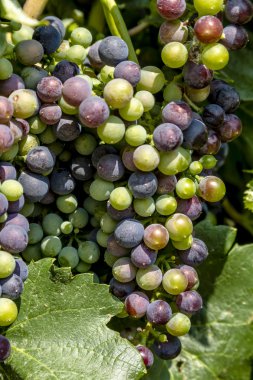 Grapevine üzerinde renkli Şaraplık
