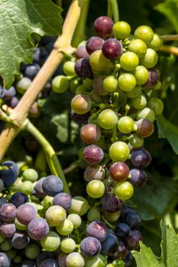 Grapevine üzerinde renkli Şaraplık