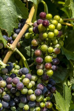 Grapevine üzerinde renkli Şaraplık