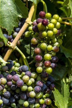 Grapevine üzerinde renkli Şaraplık