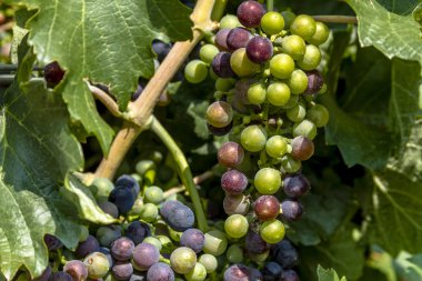 Grapevine üzerinde renkli Şaraplık