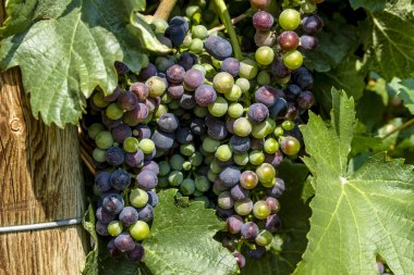 Grapevine üzerinde renkli Şaraplık