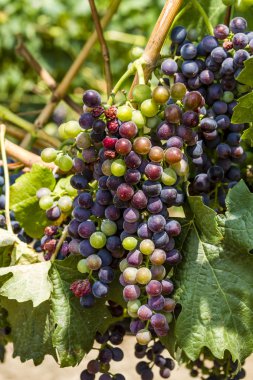 Grapevine üzerinde renkli Şaraplık