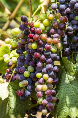 Grapevine üzerinde renkli Şaraplık