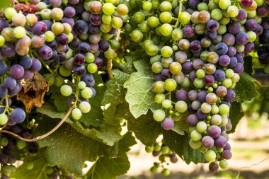 Grapevine üzerinde renkli Şaraplık