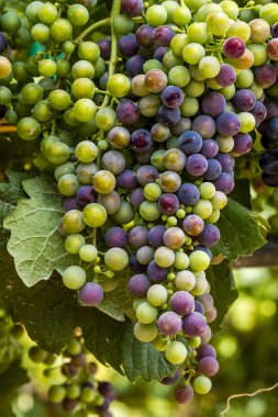 Grapevine üzerinde renkli Şaraplık