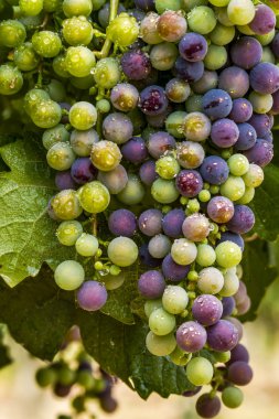 Grapevine üzerinde renkli Şaraplık