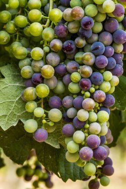 Grapevine üzerinde renkli Şaraplık