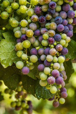 Grapevine üzerinde renkli Şaraplık