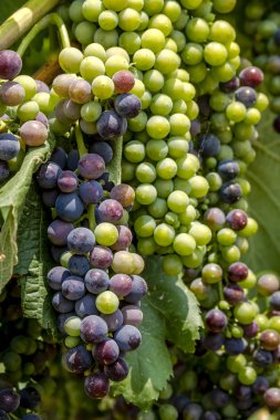 Grapevine üzerinde renkli Şaraplık