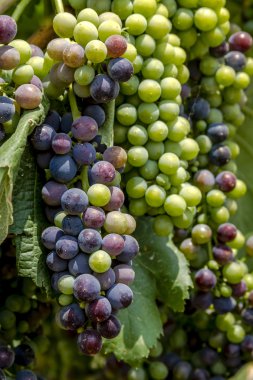 Grapevine üzerinde renkli Şaraplık