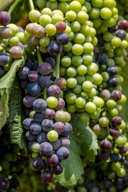 Grapevine üzerinde renkli Şaraplık