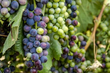 Grapevine üzerinde renkli Şaraplık