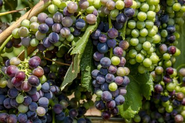 Grapevine üzerinde renkli Şaraplık