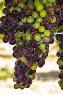 Grapevine üzerinde renkli Şaraplık