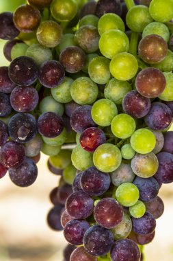 Grapevine üzerinde renkli Şaraplık