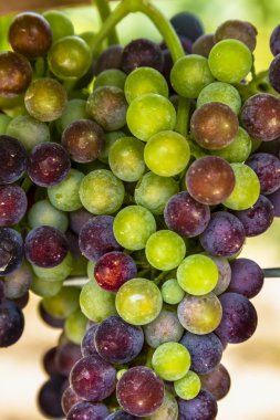 Grapevine üzerinde renkli Şaraplık