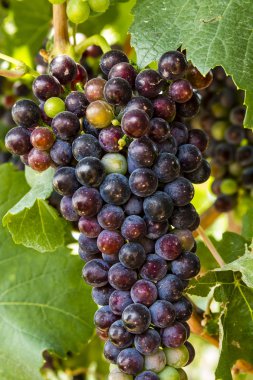Grapevine üzerinde renkli Şaraplık
