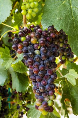 Grapevine üzerinde renkli Şaraplık