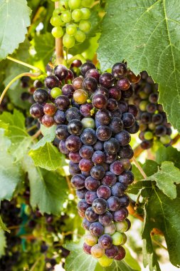 Grapevine üzerinde renkli Şaraplık