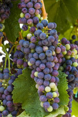 Grapevine üzerinde renkli Şaraplık