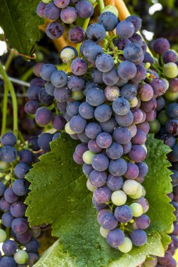 Grapevine üzerinde renkli Şaraplık