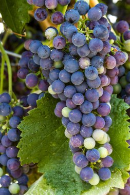 Grapevine üzerinde renkli Şaraplık