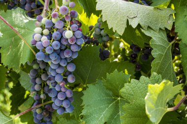 Grapevine üzerinde renkli Şaraplık