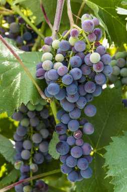 Grapevine üzerinde renkli Şaraplık