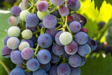 Grapevine üzerinde renkli Şaraplık