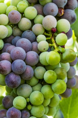 Grapevine üzerinde renkli Şaraplık
