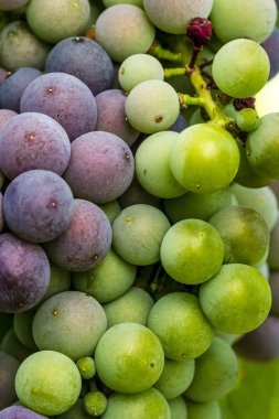 Grapevine üzerinde renkli Şaraplık
