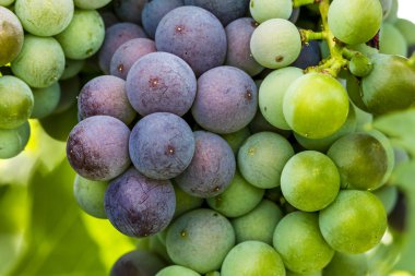 Grapevine üzerinde renkli Şaraplık