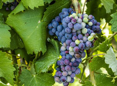 Grapevine üzerinde renkli Şaraplık