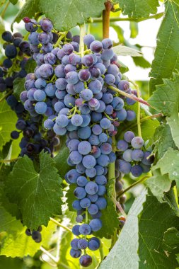 Grapevine üzerinde renkli Şaraplık
