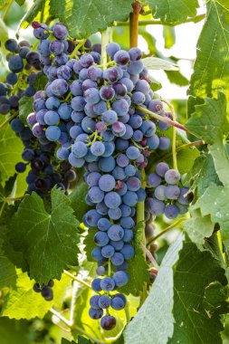 Grapevine üzerinde renkli Şaraplık