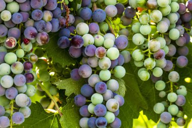 Grapevine üzerinde renkli Şaraplık