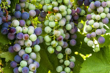 Grapevine üzerinde renkli Şaraplık